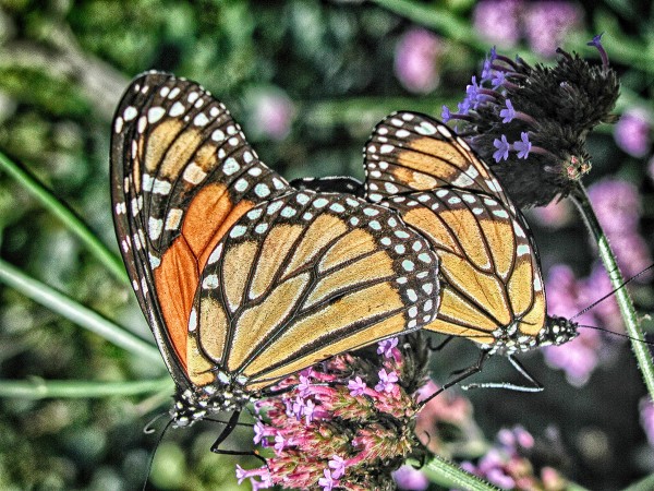 butterfly 4 by Eugene Rosenthal